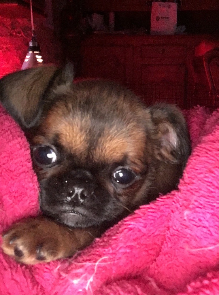 Du Domaine De Copenhoode - Petit Brabançon - Portée née le 28/09/2017