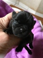 R?BLACK BEAUTY 