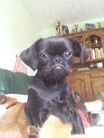 HELISE