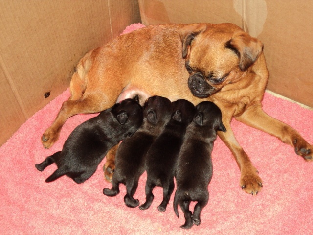Chiot Petit Brabançon Du Domaine De Copenhoode