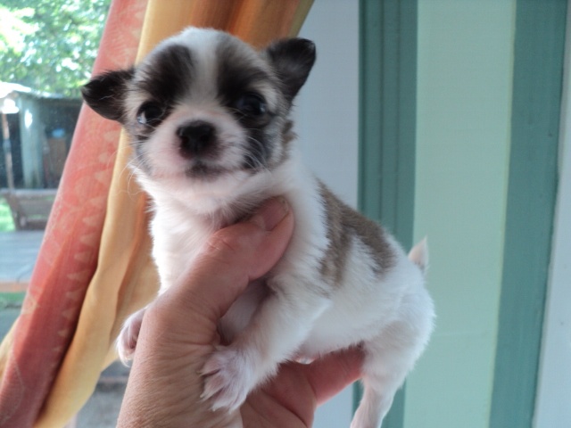 Du Domaine De Copenhoode - Chihuahua - Portée née le 21/07/2011